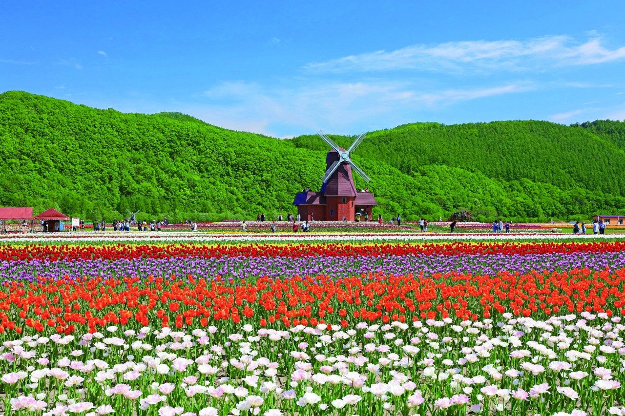 🌷 가미유베쓰 튤립 공원(카미유베쓰츄릿푸코엔) 이미지 7